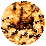 ants ants